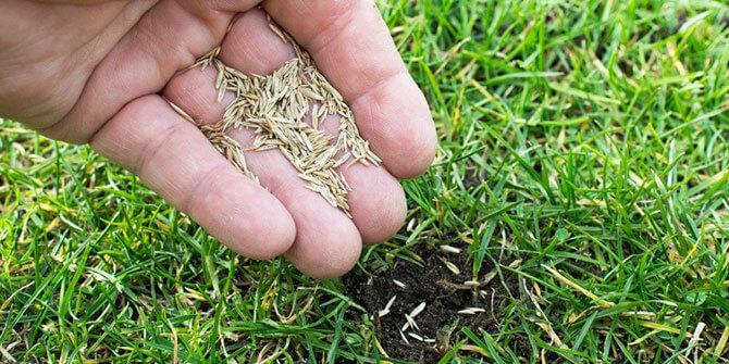 Person adding grass seed to bald spot in grass